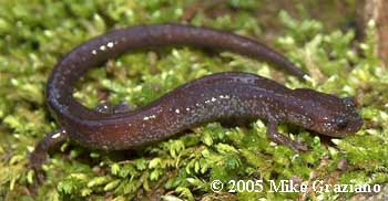 Plethodon richmondi