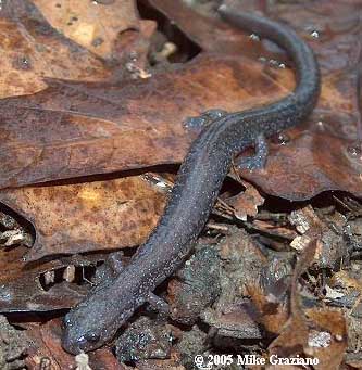 Plethodon richmondi