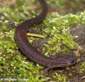 Plethodon richmondi