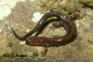 Plethodon shenandoah