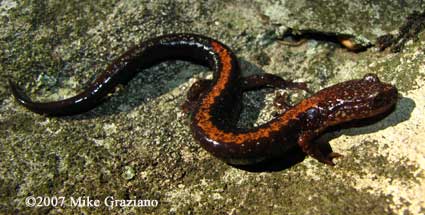 Plethodon shenandoah