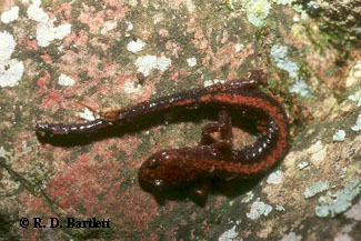 Plethodon shenandoah