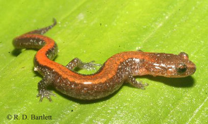 Plethodon sherando