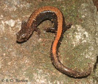 Plethodon sherando