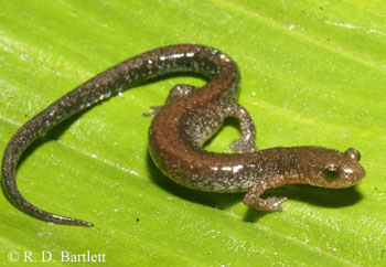 Plethodon sherando