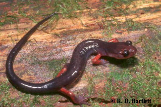 Plethodon shermani