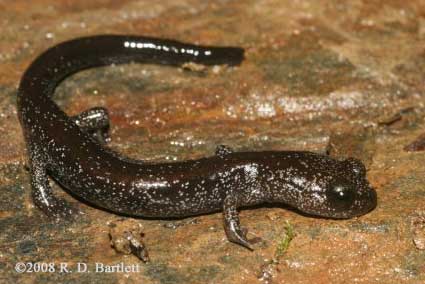 Plethodon stormi