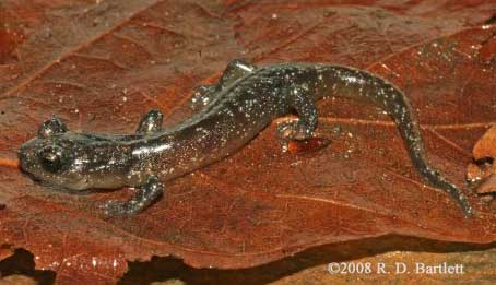 Plethodon stormi