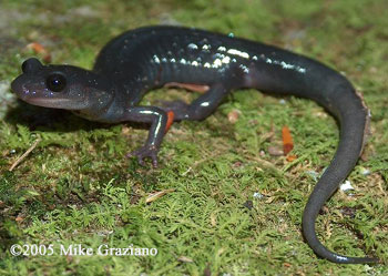 Plethodon teyahalee