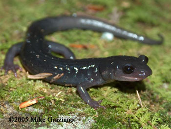 Plethodon teyahalee