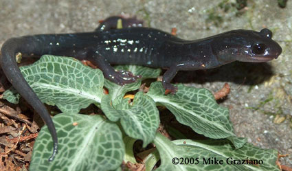 Plethodon teyahalee