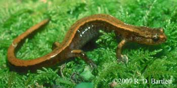 Plethodon vandykei