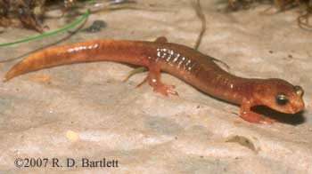 Plethodon vandykei