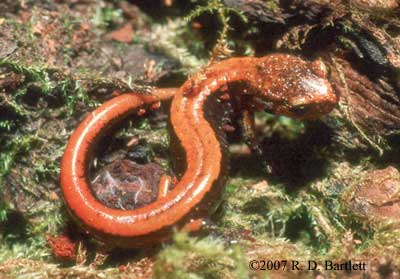 Plethodon vehiculum