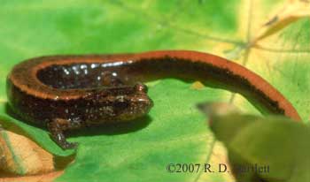 Plethodon vehiculum