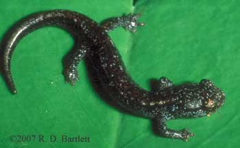 Plethodon vehiculum