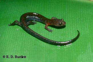 Plethodon ventralis