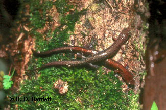 Plethodon ventralis