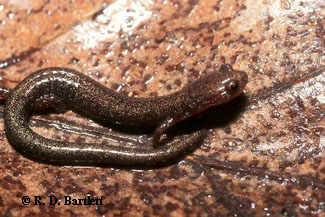 Plethodon virginia