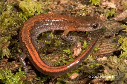 Plethodon websteri