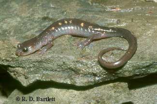 Plethodon wehrlei