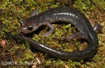 Plethodon wehrlei