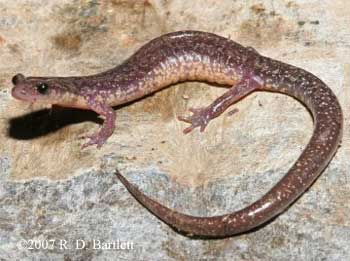 Plethodon wehrlei