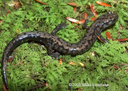 Plethodon welleri