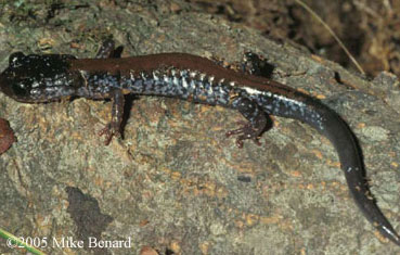 Plethodon yonahlossee