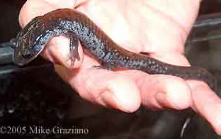 Plethodon yonahlossee