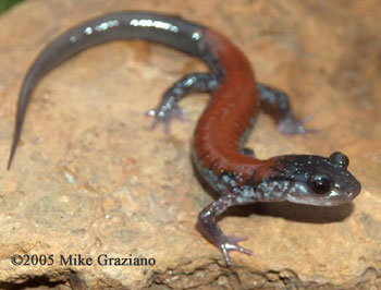 Plethodon yonahlossee