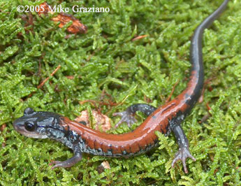 Plethodon yonahlossee