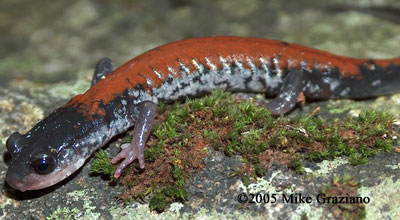 Plethodon yonahlossee