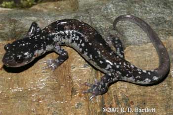 Plethodon yonahlossee