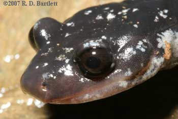 Plethodon yonahlossee