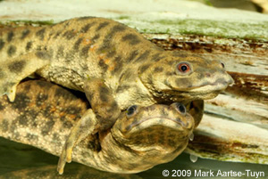 Amplexus