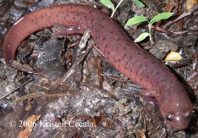 Pseudotriton montanus montanus