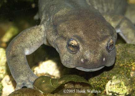 Ranodon sibiricus