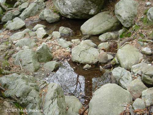 Salamandra habitat