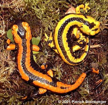 S. s. terrestris, orange and yellow forms