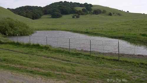 Taricha granulosa habitat