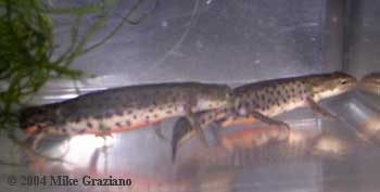 Lissotriton boscai