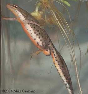 Lissotriton boscai