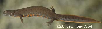 T. dobrogicus