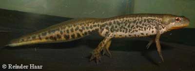 Lissotriton italicus