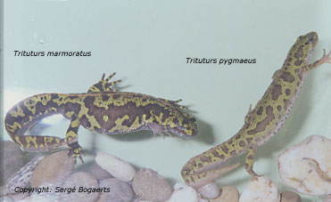 T. marmoratus and T. pygmaeus