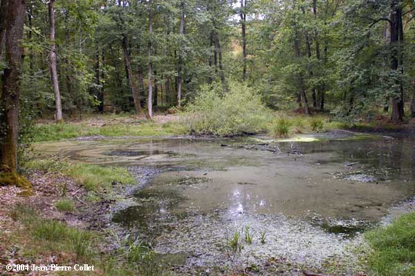 T. marmoratus habitat