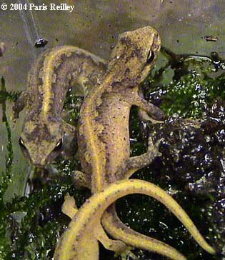 Lissotriton montandoni