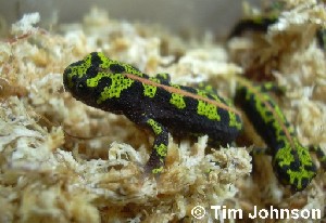 T. marmoratus juv