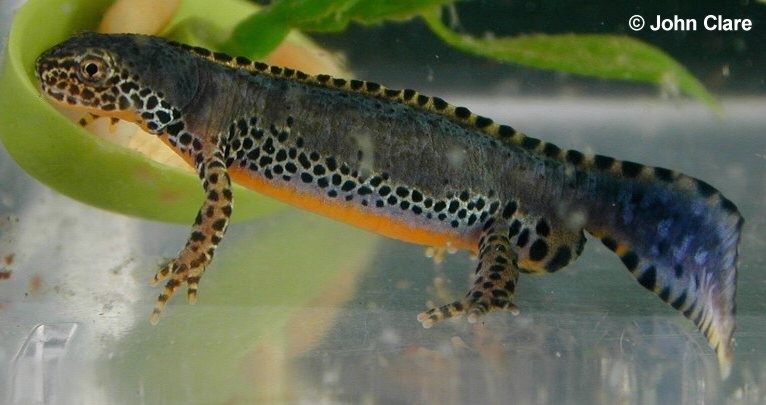 alpine newt